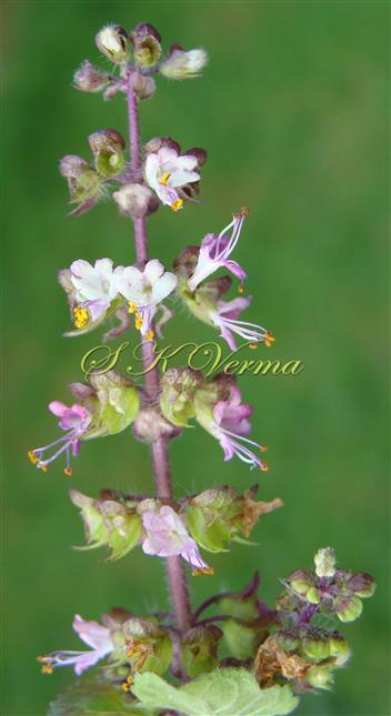  Inflorescence-Verticillasters
